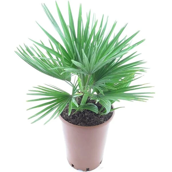 Chamaerops Humilis Vulcano - Totale Hoogte 50-60 Cm - Pot Ø 22 Cm 1 Chamaerops Humilis Vulcano - Totale Hoogte 50-60 Cm - Pot Ø 22 Cm