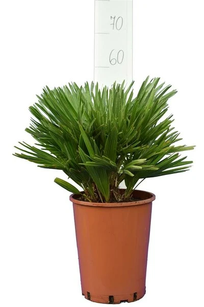 Chamaerops Humilis Vulcano - Totale Hoogte 50-60 Cm - Pot Ø 22 Cm 2 Chamaerops Humilis Vulcano - Totale Hoogte 50-60 Cm - Pot Ø 22 Cm - Afbeelding 2