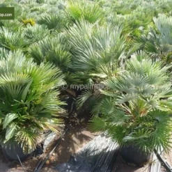 Chamaerops Humilis Vulcano - Totale Hoogte 50-60 Cm - Pot Ø 22 Cm 6 Chamaerops Humilis Vulcano - Totale Hoogte 50-60 Cm - Pot Ø 22 Cm -Goedkope Hof Rustig Winkel 1991661207