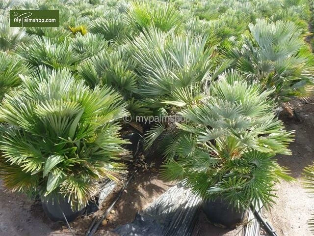 Chamaerops Humilis Vulcano - Totale Hoogte 50-60 Cm - Pot Ø 22 Cm 3 Chamaerops Humilis Vulcano - Totale Hoogte 50-60 Cm - Pot Ø 22 Cm - Afbeelding 3