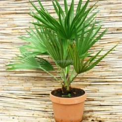 Chamaerops Humilis Vulcano - Totale Hoogte 50-60 Cm - Pot Ø 22 Cm 7 Chamaerops Humilis Vulcano - Totale Hoogte 50-60 Cm - Pot Ø 22 Cm -Goedkope Hof Rustig Winkel 1991661210