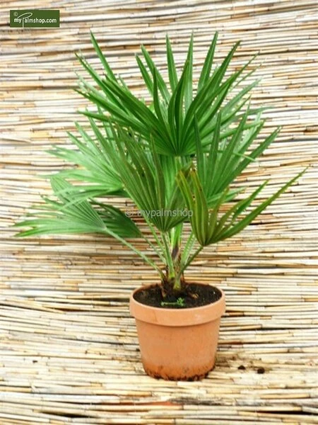 Chamaerops Humilis Vulcano - Totale Hoogte 50-60 Cm - Pot Ø 22 Cm 4 Chamaerops Humilis Vulcano - Totale Hoogte 50-60 Cm - Pot Ø 22 Cm - Afbeelding 4