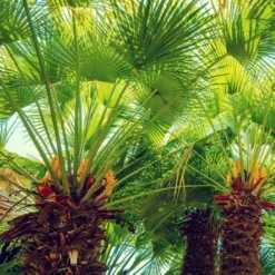 Chamaerops Humilis - Totale Hoogte 80-100 Cm - Pot Ø 27 Cm -Goedkope Hof Rustig Winkel 1991661249