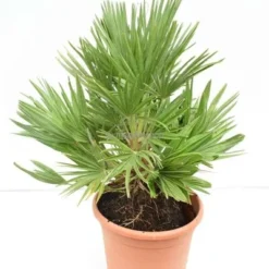 Chamaerops Humilis Vulcano - Totale Hoogte 60-80 Cm - Pot Ø 28 Cm -Goedkope Hof Rustig Winkel 1991661333