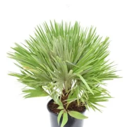 Chamaerops Humilis Vulcano - Totale Hoogte 60-80 Cm - Pot Ø 28 Cm -Goedkope Hof Rustig Winkel 1991661336