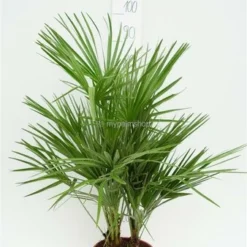 Chamaerops Humilis - Stam 15-30 Cm - Totale Hoogte 90-110 Cm - Pot Ø 40 Cm [pallet] -Goedkope Hof Rustig Winkel 1991661369