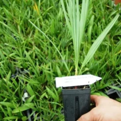 Chamaerops Humilis Cerifera - Stam 20-30 Cm - Totale Hoogte 110-130 Cm - Ø 40 Cm [pallet] -Goedkope Hof Rustig Winkel 1991661432