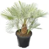 Chamaerops Humilis Cerifera - Stam 30-40 Cm - Totale Hoogte 140-160 Cm - Pot Ø 50 Cm [pallet]