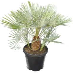Chamaerops Humilis Cerifera - Stam 30-40 Cm - Totale Hoogte 140-160 Cm - Pot Ø 50 Cm [pallet]