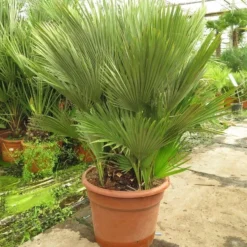 Chamaerops Humilis Vulcano - Dikke Stam 20-30 Cm - Totale Hoogte 110-130 Cm - Pot Ø 43 Cm [pallet]
