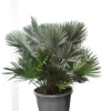 Chamaerops Humilis Vulcano - Totale Hoogte 110-130 Cm - Pot Ø 50 Cm [pallet]