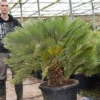 Chamaerops Humilis Vulcano - Totale Hoogte 130-150 Cm - Pot Ø 60 Cm [pallet]