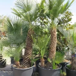 Chamaerops Humilis - Stam 80-100 Cm - Totale Hoogte 200+ Cm - Pot Ø 60 Cm [pallet]