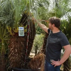 Chamaerops Humilis Cerifera - Stam 100+ Cm - Totale Hoogte 250+ Cm - Pot Ø 115 Cm [pallet] -Goedkope Hof Rustig Winkel 1991661597