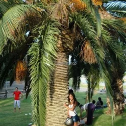 Phoenix Canariensis - Totale Hoogte 80-120 Cm - Pot Ø 26 Cm -Goedkope Hof Rustig Winkel 1991661672