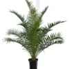 Phoenix Canariensis - Totale Hoogte 140-170 Cm - Pot Ø 28 Cm