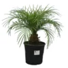 Phoenix Roebelenii - Stam 10-20 Cm - Totale Hoogte 70-90 Cm - Pot Ø 24 Cm
