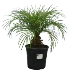 Phoenix Roebelenii - Stam 10-20 Cm - Totale Hoogte 70-90 Cm - Pot Ø 24 Cm