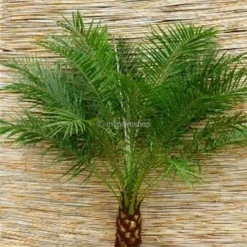 Phoenix Roebelenii - Stam 10-20 Cm - Totale Hoogte 70-90 Cm - Pot Ø 24 Cm -Goedkope Hof Rustig Winkel 1991661753