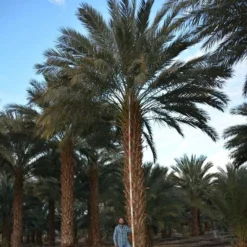 Phoenix Dactylifera - Stam 20-30 Cm - Totale Hoogte 150-170 Cm - Pot Ø 55 Cm [pallet] -Goedkope Hof Rustig Winkel 1991661804