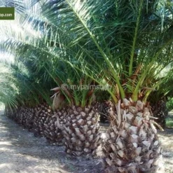 Phoenix Canariensis - Pot Ø 55 Cm [pallet] -Goedkope Hof Rustig Winkel 1991661873
