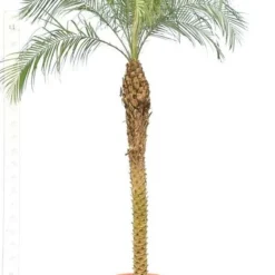 Phoenix Roebelenii - Stam 140-160 Cm - Totale Hoogte 240+ Cm - Pot Ø 45 Cm [pallet]