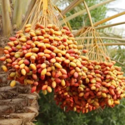 Phoenix Dactylifera - Stam 50-60 Cm [pallet] -Goedkope Hof Rustig Winkel 1991661924