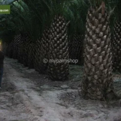 Phoenix Canariensis - Stam 120-140 Cm - Totale Hoogte 300+ Cm - Pot 600 Ltr [pallet] -Goedkope Hof Rustig Winkel 1991661969