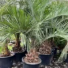 Butia Eriospatha - Stam 40-50 Cm - Totale Hoogte 230+ Cm - Pot Ø 65 Cm [pallet]