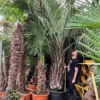 Butia Capitata Var. Odorata - Stam 80-100 Cm - Totale Hoogte 300+ Cm - Pot 160 Ltr [pallet]