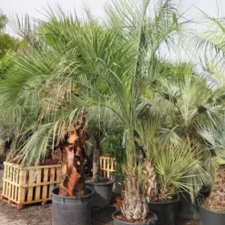 Butia Capitata Var. Odorata - Stam 80-100 Cm - Totale Hoogte 300+ Cm - Pot 160 Ltr [pallet] -Goedkope Hof Rustig Winkel 1991662113