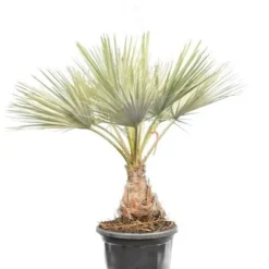 Brahea Armata - Stam 30-40 Cm - Totale Hoogte 140-160 Cm - Pot Ø 45 Cm [Pallet]