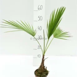 Brahea Sp. Super Silver - Stam 70-80 Cm - Totale Hoogte 200-220 Cm - Pot 100ltr [pallet] -Goedkope Hof Rustig Winkel 1991662251
