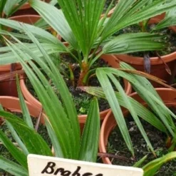 Goedkope Hof Rustig Winkel -Goedkope Hof Rustig Winkel 1991662284