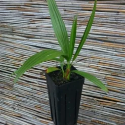 Brahea Sp. Super Silver - Stam 80-100 Cm - Totale Hoogte 240+ Cm - Pot Ø 65 Cm [pallet] -Goedkope Hof Rustig Winkel 1991662290