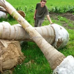 Syagrus Romanzoffiana Sp. Santa Catarina - Totale Hoogte 200+ Cm - Pot Ø 33 Cm [pallet] -Goedkope Hof Rustig Winkel 1991662362