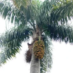 Syagrus Romanzoffiana Sp. Santa Catarina - Totale Hoogte 200+ Cm - Pot Ø 33 Cm [pallet] -Goedkope Hof Rustig Winkel 1991662365