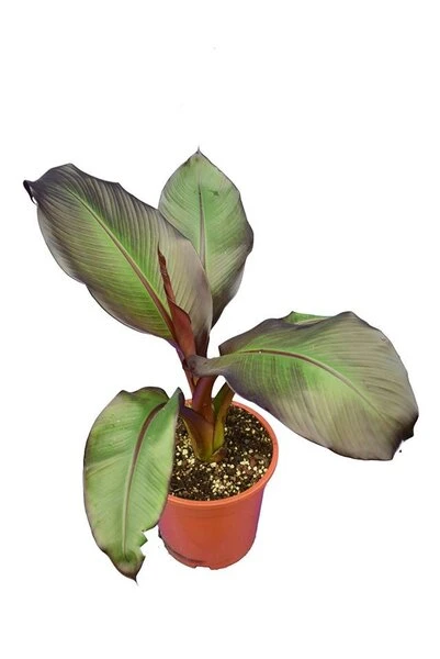 Ensete Maurelli - Pot Ø 24 Cm 1 Ensete Maurelli - Pot Ø 24 Cm