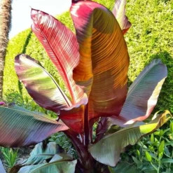 Ensete Maurelli - Pot Ø 24 Cm 7 Ensete Maurelli - Pot Ø 24 Cm -Goedkope Hof Rustig Winkel 1991662581