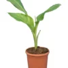 Ensete Ventricosum - Totale Hoogte 60-100 Cm - Pot Ø 23 Cm