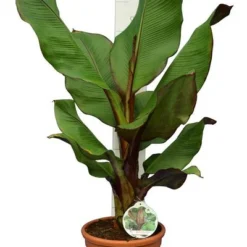 Ensete Maurelli - Pot Ø 26 Cm