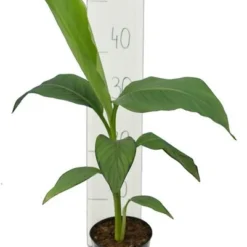 Musa Basjoo - Pot Ø 12 Cm