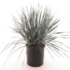 Yucca Rostrata Multitrunk - Pot Ø 24 Cm