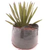 Yucca Faxoniana - 43 Ltr [pallet]