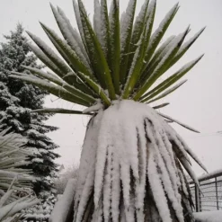 Yucca Faxoniana - 43 Ltr [pallet] -Goedkope Hof Rustig Winkel 1991663022