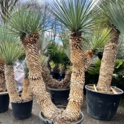 Yucca Rigida - 4 Koppig - Stam 90 + 40 + 140 Cm [pallet]