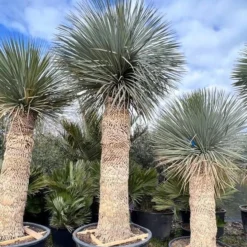 Yucca Rostrata - Stam 180-190 Cm [pallet]