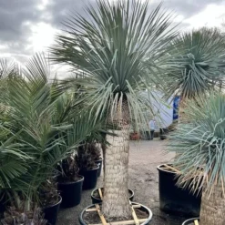 Yucca Rostrata - Stam 150-160 Cm [pallet]