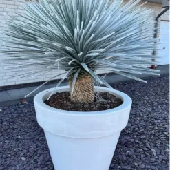 Yucca Rostrata - Stam 150-160 Cm [pallet] -Goedkope Hof Rustig Winkel 1991663121