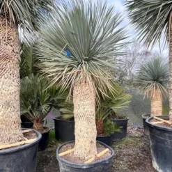Yucca Rostrata - Stam 120-130 Cm [pallet]
